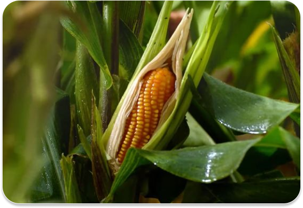 Nuestro maíz peruano